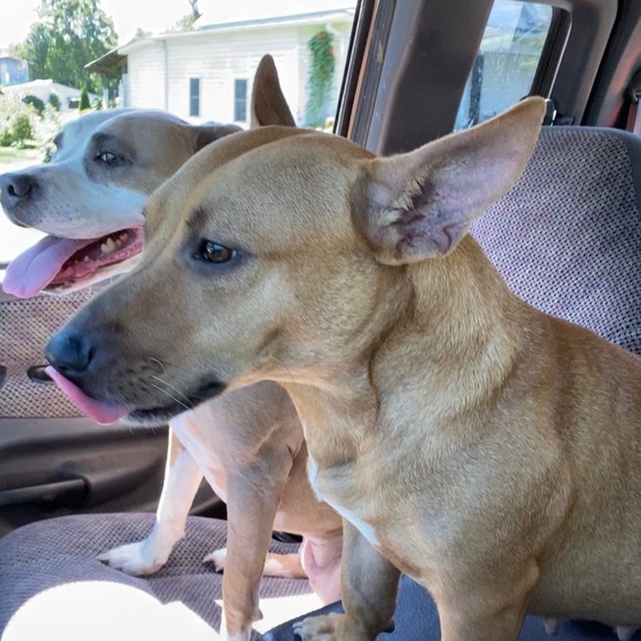 Meet your Posher, Clara - Picture 10 of 10